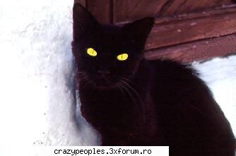 Poze cu pisici - Aici punem poze cu pisici - Animale.