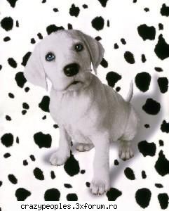 The Dogs - Cainii descind dintr-un animal foarte mic numit - Animale.