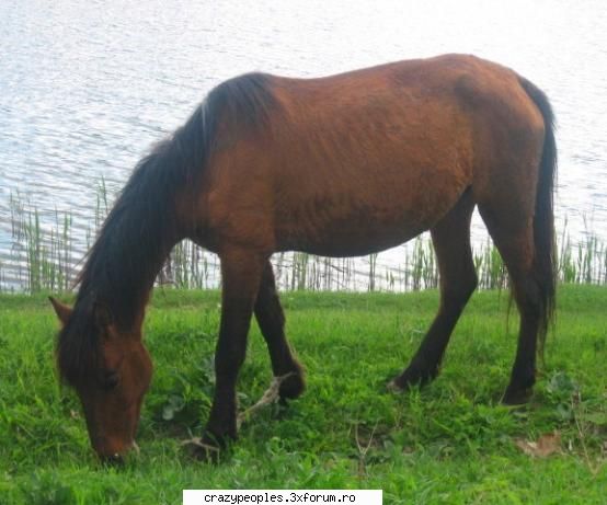 The Horses - Principalele rase de cabaline Rasa Araba –este - Animale.