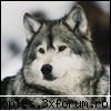 The Wolfs - Inteligent, inventiv si adaptabil, lupul este - Animale.